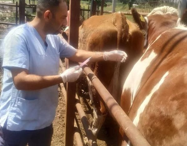 SEYDİKEMER TARIM ÇALIŞMALARINI SÜRDÜRÜYOR
